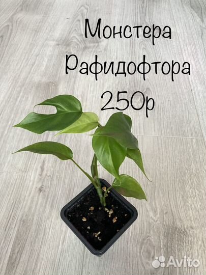 Шефлера пеперомия каладиум монстера