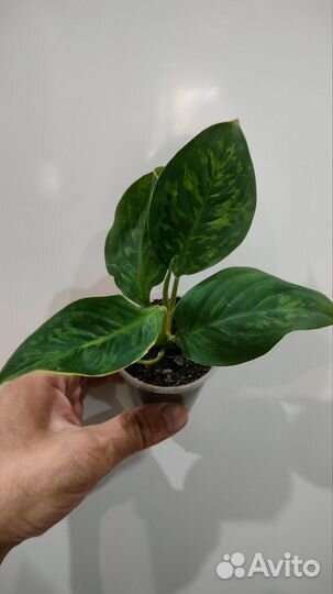 Сциндапсус Жаде Сатин,Филодендрон Whipple Way