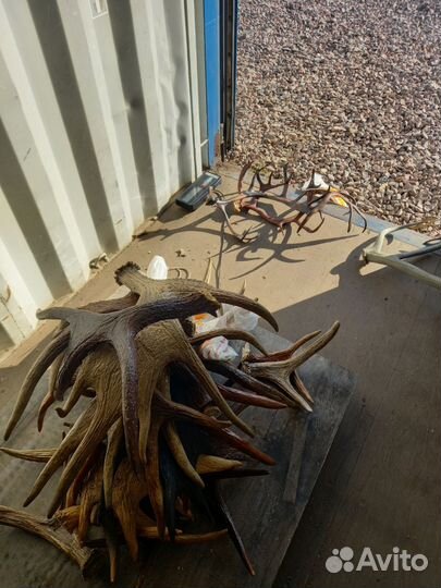 Рога разные