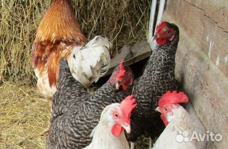 Куры молодые.Цыплята бройлер Петух.Утята.Индюшата