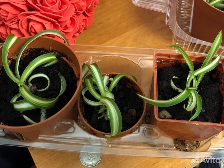 Хлорофитум