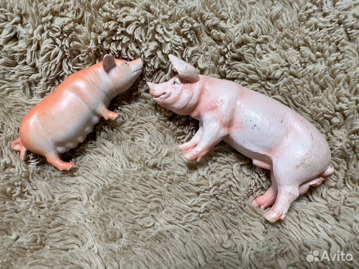 Свинья и хряк (свин)