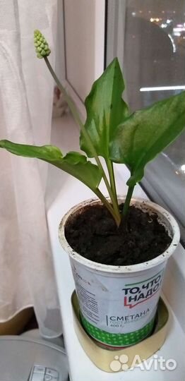 Дримиопсис цветёт, рэо цветёт, молочай,фиалки