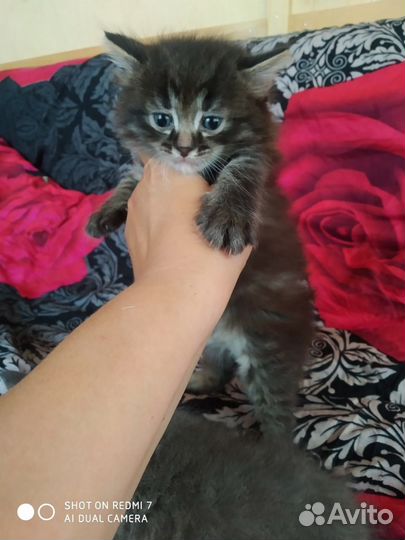 Котята