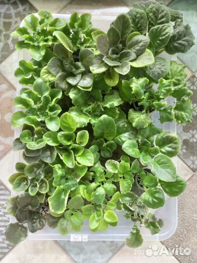 Фиалка в Детках