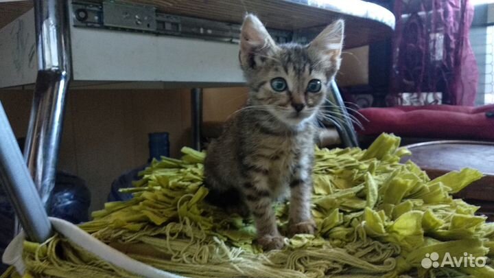 Ласковые котята в добрые руки