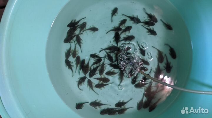 Анциструсы