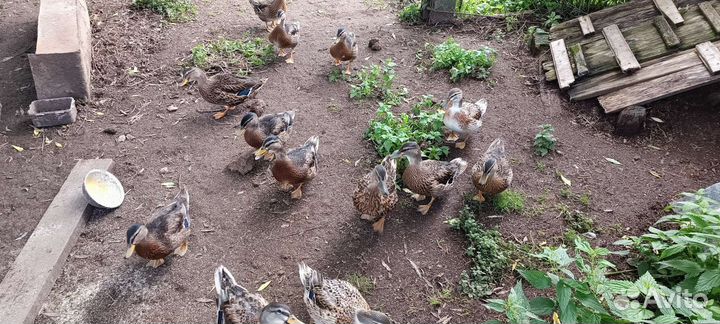 Подсадные утки