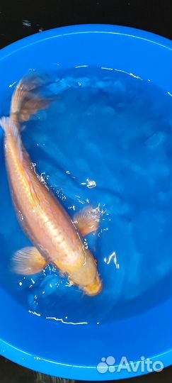 Карп кои крупный