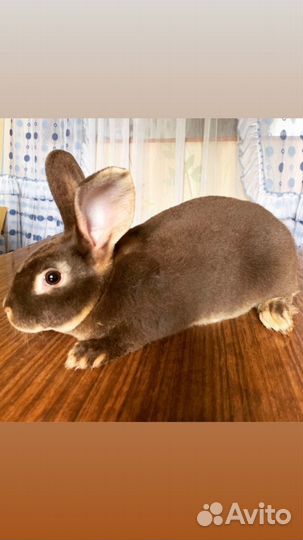 Продажа кроликов рекс