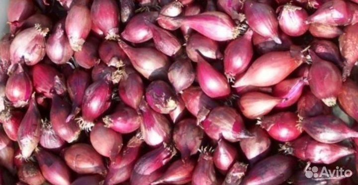 Лук ялтинский семена