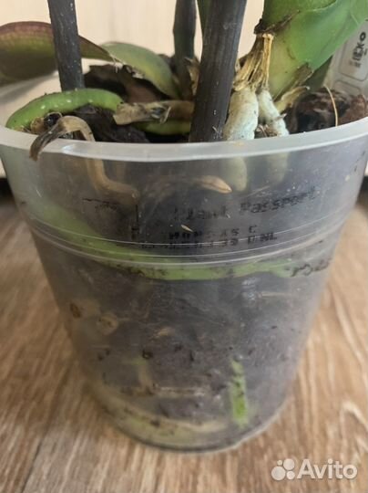 Орхидея фаленопсис