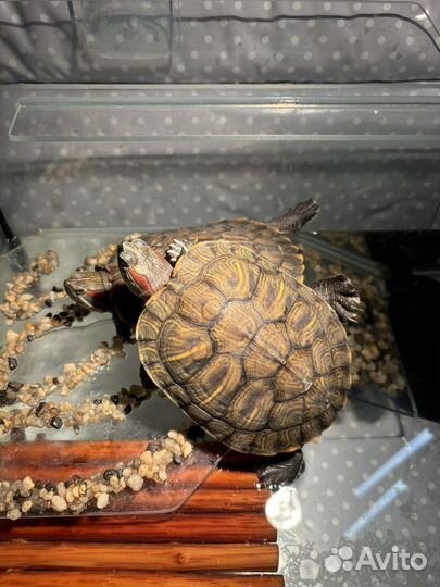 Красноухая черепаха