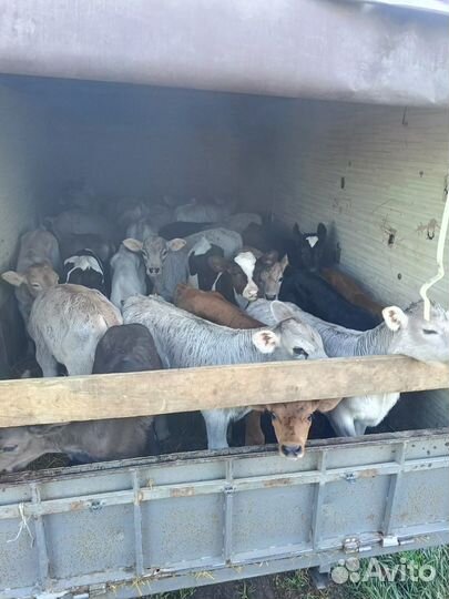 Телята бычки каждый суботу