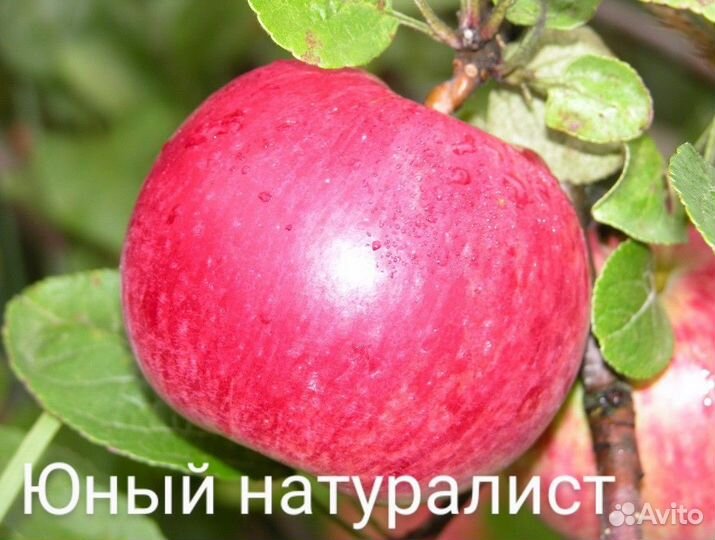 Саженцы яблонь