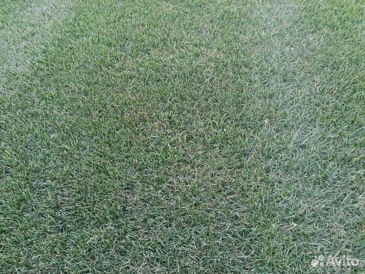 Укладка газона