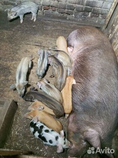 Поросята помесь дюрок и ландрас