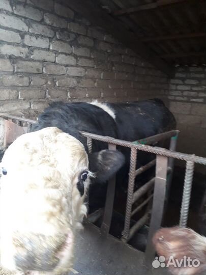 Бычки и быки