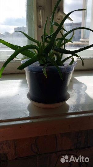 Алоэ столетник