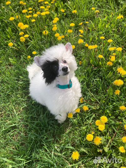 Выгул собак