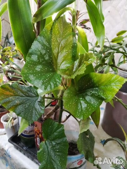 Кактусы, цветы комнатные