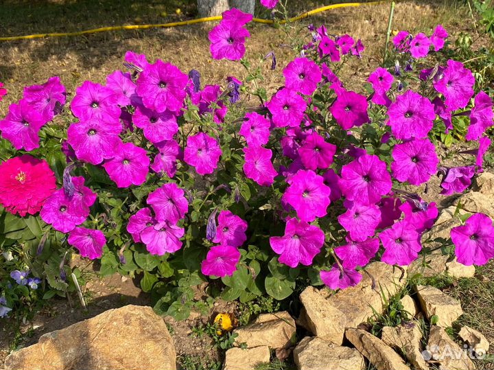 Белая петуния кустовая