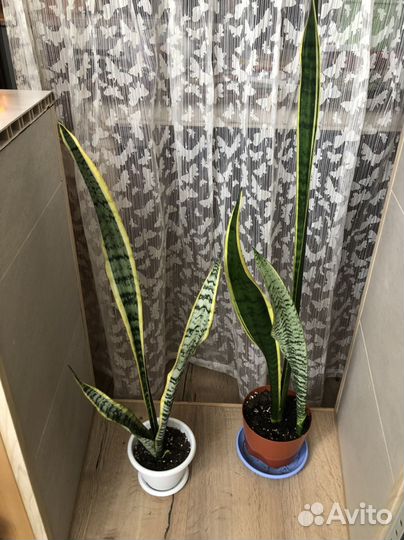 Сансевиерия Лауренти