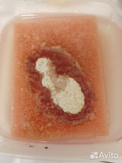 Живой корм. Аулофорус