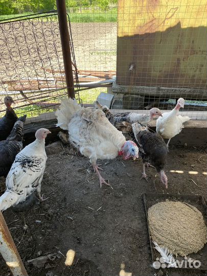 Инкубационное яйцо индейки домашней