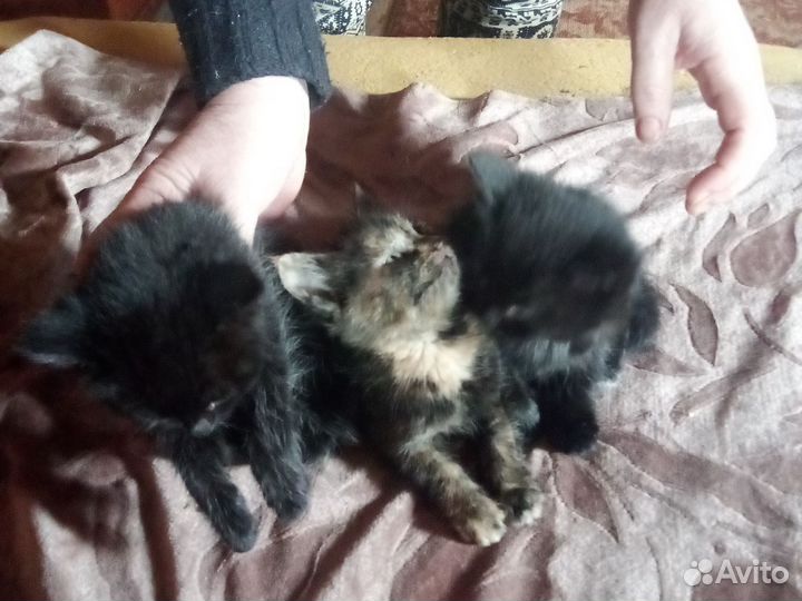 Отдам в добрые руки