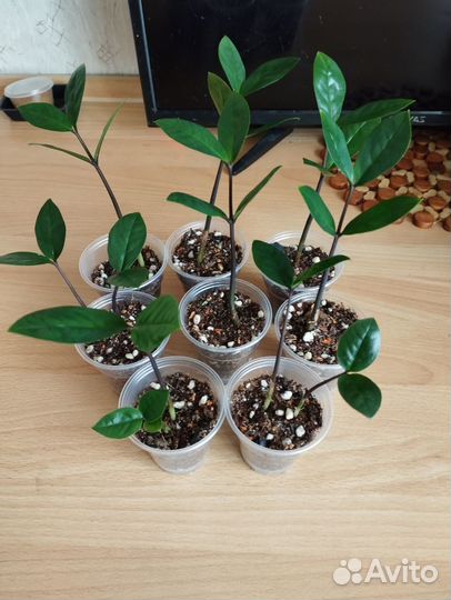 Замиокулькас