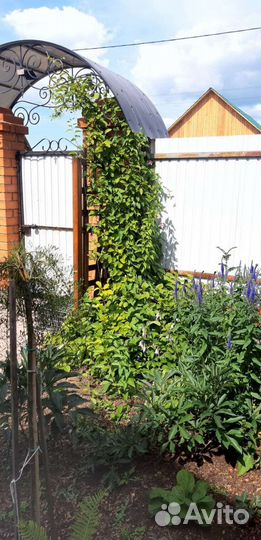 Саженцы лимонника