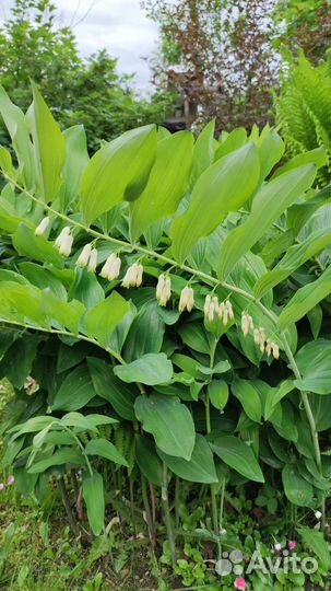 Цветы для сада