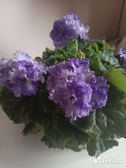 Сортовые фиалки