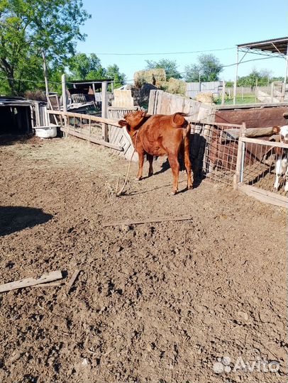 Продаются тёлки