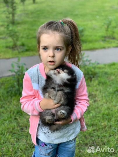 Эксклюзивно красивые малыши Шпица