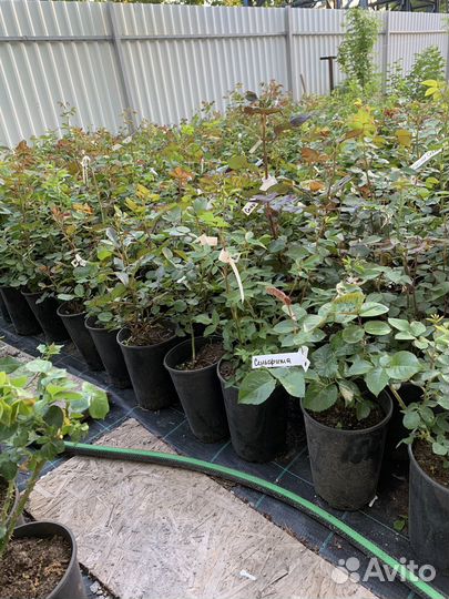 Розы в горшках