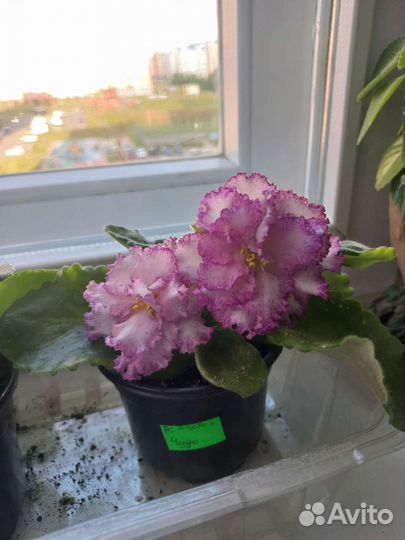 Фиалка сортовая