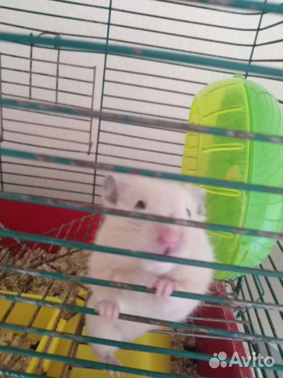 Сирийский хомяк бесплатно