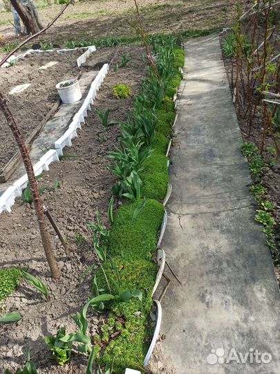 Камнеломка