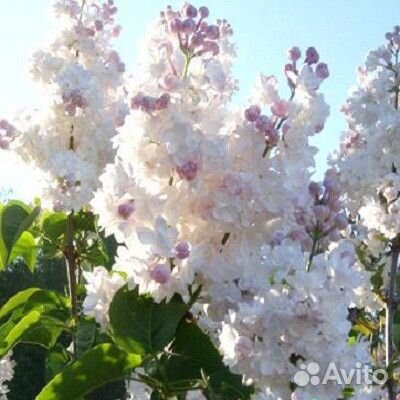 Сирень обыкновенная Красавица Москвы