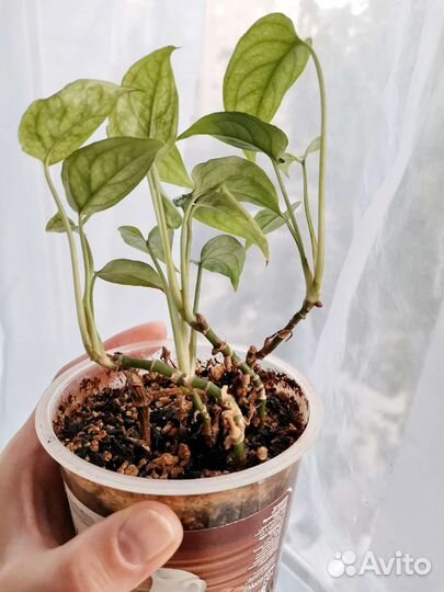 Пеперомия и монстеры