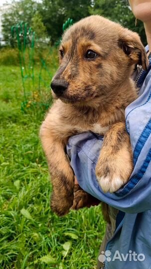 Щенок собака кобель мальчик добрые руки бесплатно