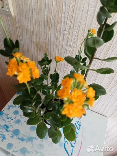 Каланхоэ цветущий