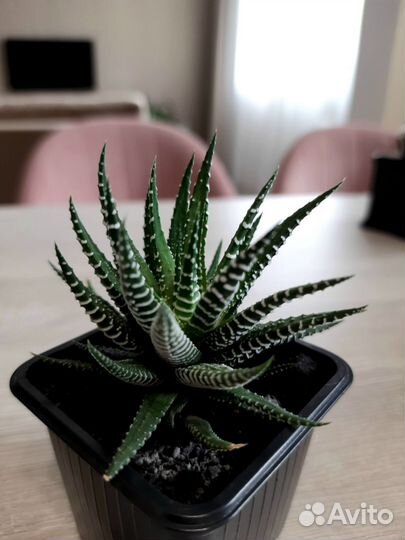 Хавортия полосатая / Haworthia fasciata