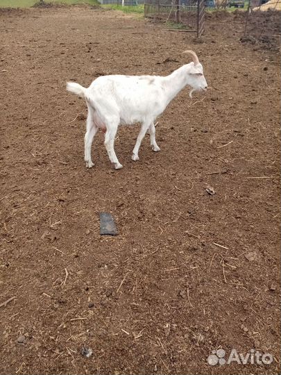 Козы дойные