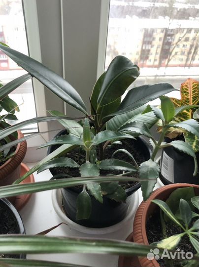 Фикус бенджамина каучуконосный цветы пальма