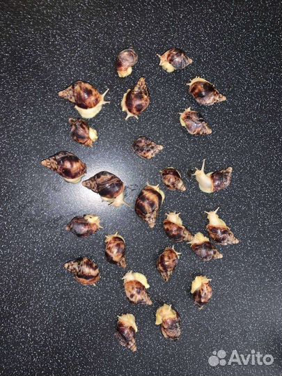 Улитки ахатины