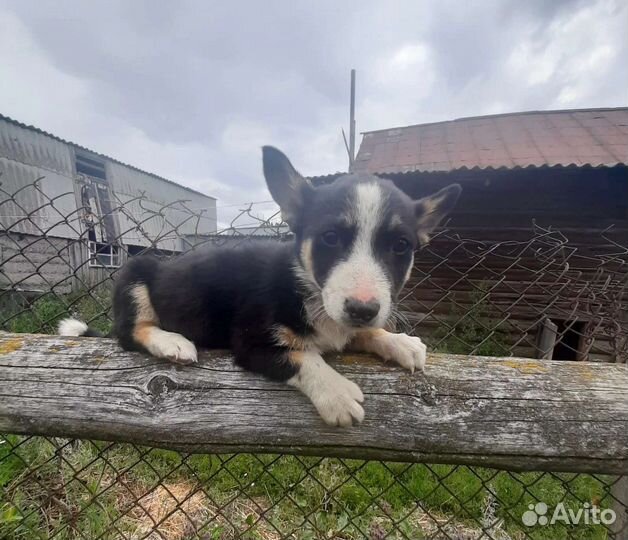 Щеночки от небольшой собачки