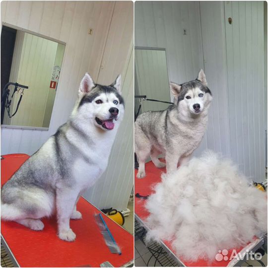 Стрижка собак, груминг, кошки